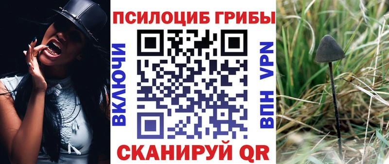 Галлюциногенные грибы Psilocybine cubensis Нововоронеж